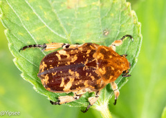 Protaetia chaminadei