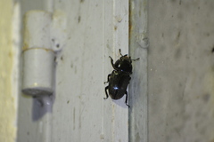 Dorcus