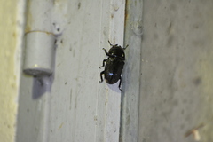 Dorcus