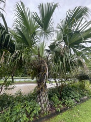 Livistona saribus