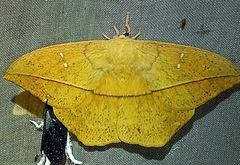Lonomia electra