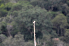 Lanius collurioides