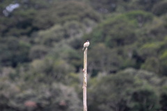 Lanius collurioides