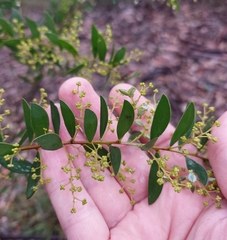 Acacia lunata