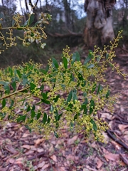 Acacia lunata