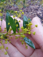 Acacia lunata