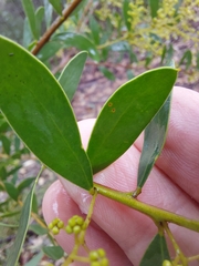 Acacia lunata