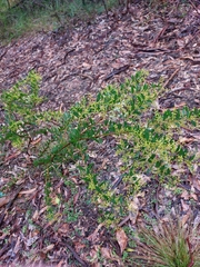 Acacia lunata