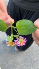 Lantana camara