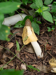 Phallus lutescens