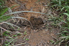 Small-Toothed Mole photo 1