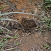 Euroscaptor parvidens - Photo (c) Yuzefovich Alexander, algunos derechos reservados (CC BY-NC), subido por Yuzefovich Alexander