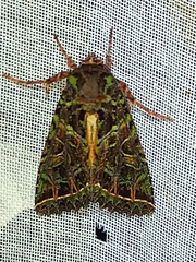 Heterochroma lineata