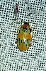 Walterianella biarcuata