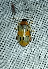 Walterianella biarcuata