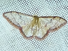Idaea pervertipennis