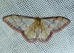 Idaea pervertipennis