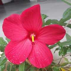 Abelmoschus moschatus tuberosus