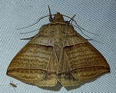Perasia helvina