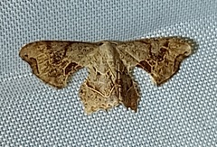 Calledapteryx dryopterata