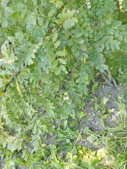 Caragana arborescens