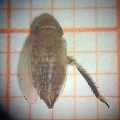 Aphrodini