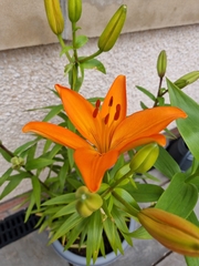 Lilium bulbiferum