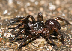 Halonoproctidae