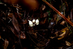 Gomphostemma chinense