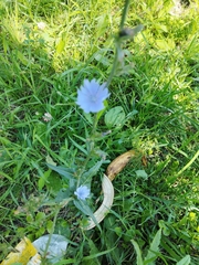 Cichorium intybus