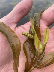 Potamogeton alpinus
