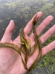 Potamogeton alpinus