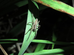 Neoctenus