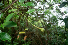 Capparis formosana