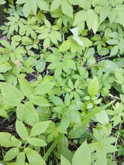 Aegopodium podagraria