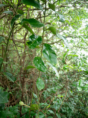 Capparis formosana