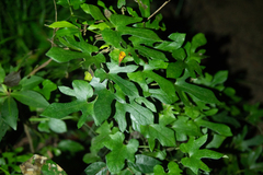 Aristolochia cucurbitifolia