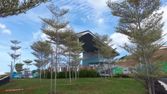 Terminalia molinetii