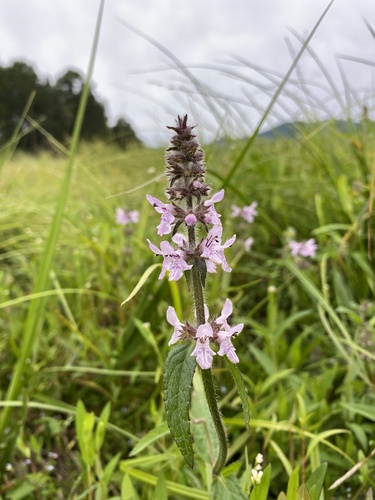 Stachys aspera iNat (3)