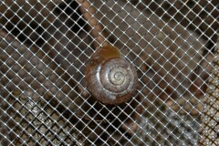 Aegopinella nitidula