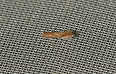 Phyllonorycter corylifoliella
