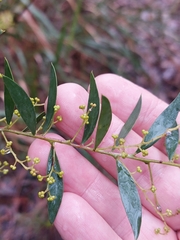 Acacia lunata