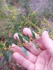 Acacia lunata