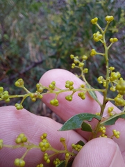 Acacia lunata