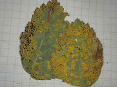 Phragmidium bulbosum