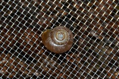 Aegopinella nitidula