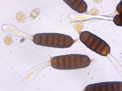 Phragmidium bulbosum