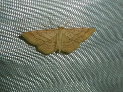 Idaea rufaria