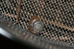 Aegopinella nitidula