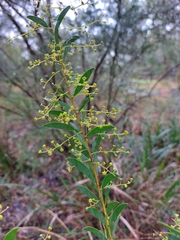 Acacia lunata